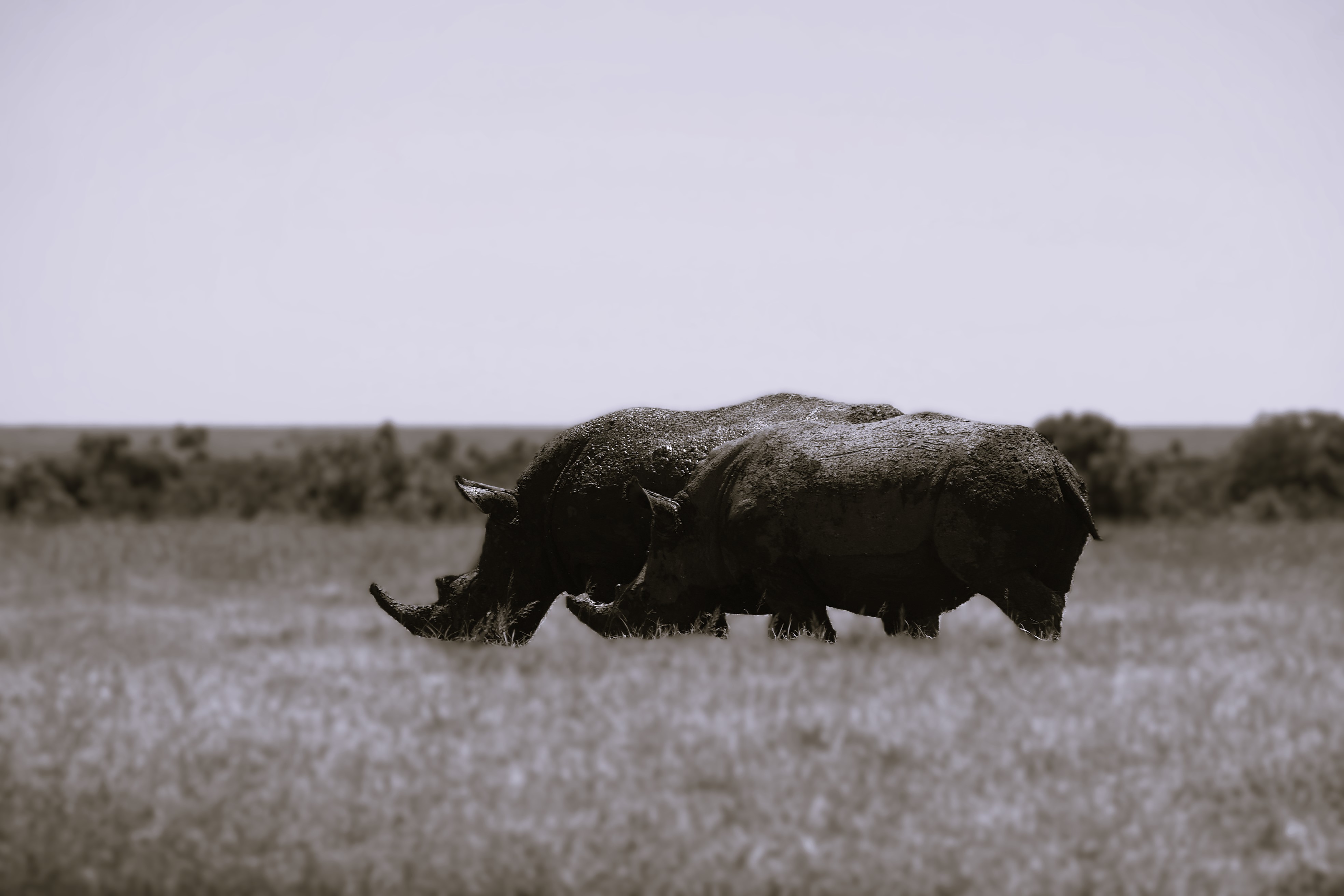Majestic Black rhinos