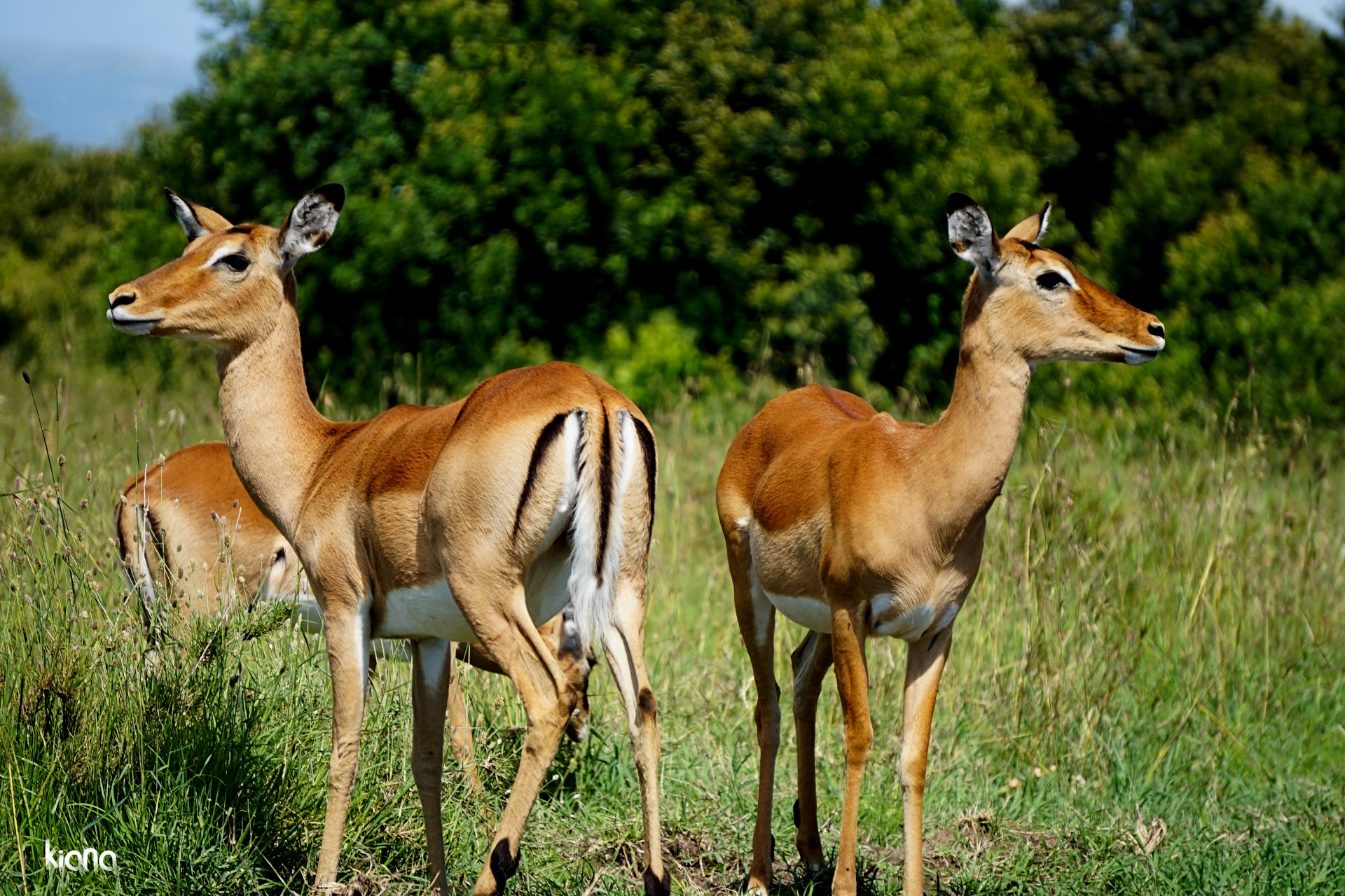 Antelopes in the wild heart of Kenya