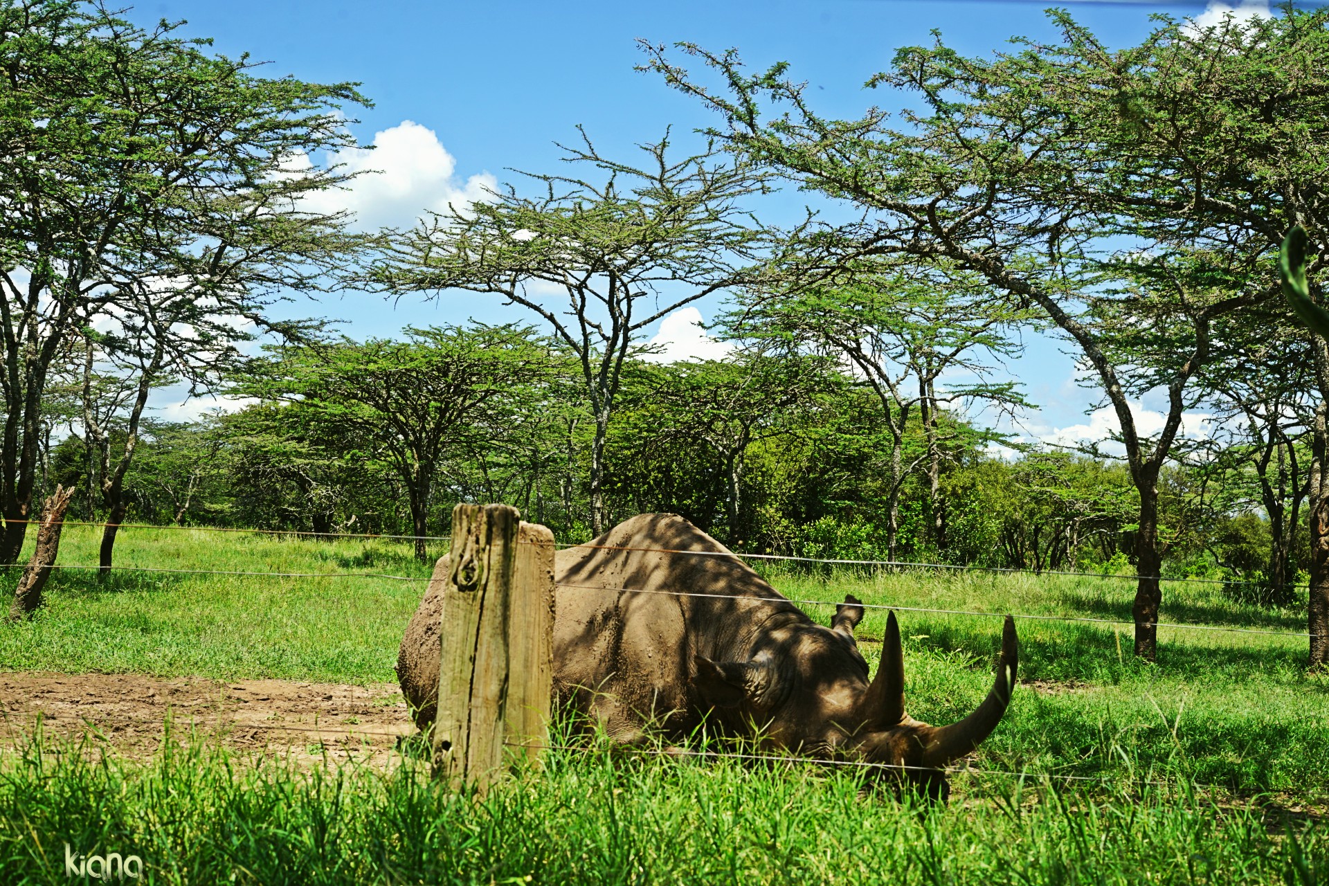 Baraka The Blind rhino