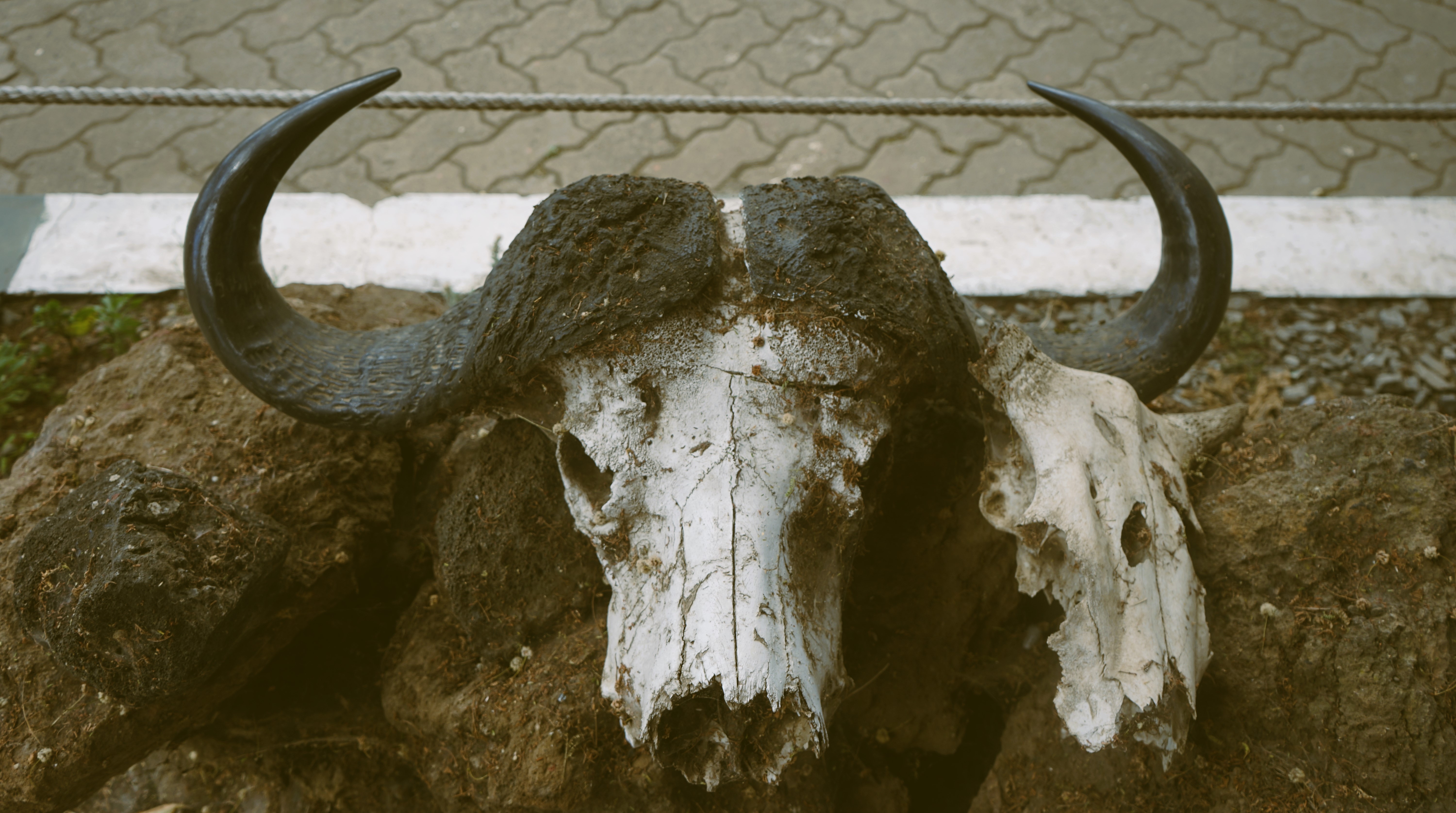 buffalo